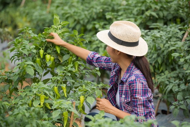 Agricoltore donna di mezza età, con peperoncino biologico a portata di mano