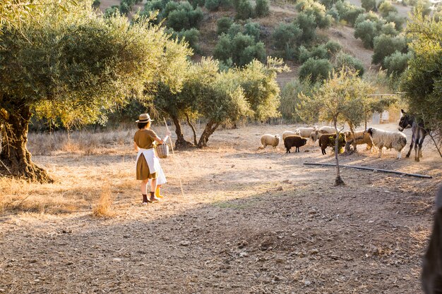 Agricoltore femminile che raduna le pecore in un frutteto verde oliva