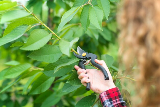 Agricoltore la potatura dei rami degli alberi da frutto nel frutteto