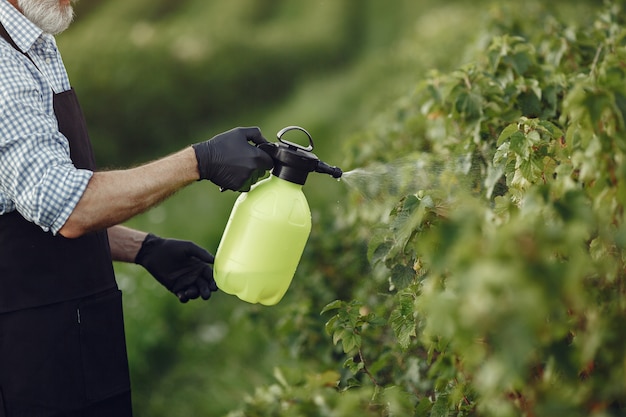 Agricoltore la spruzzatura di verdure in giardino con erbicidi. Uomo con un grembiule nero.