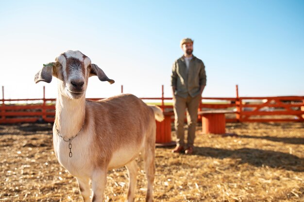 Agricoltore maschio che si prende cura delle sue capre alla fattoria