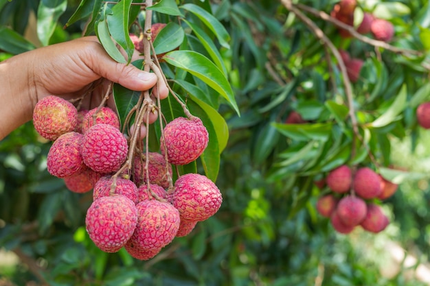 agricoltura della frutta del lychee in Tailandia