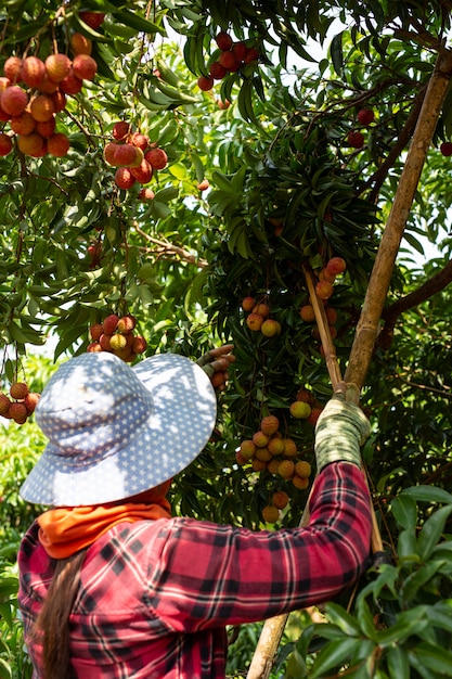 agricoltura della frutta del lychee in Tailandia