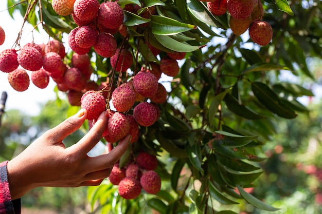 agricoltura della frutta del lychee in Tailandia