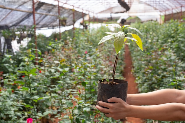 Agricoltura. Le giovani donne ispezionano il lavoro nella scuola materna.