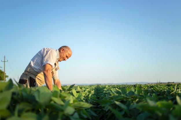 Agronomo agricoltore laborioso senior nel campo di soia controllando i raccolti prima del raccolto