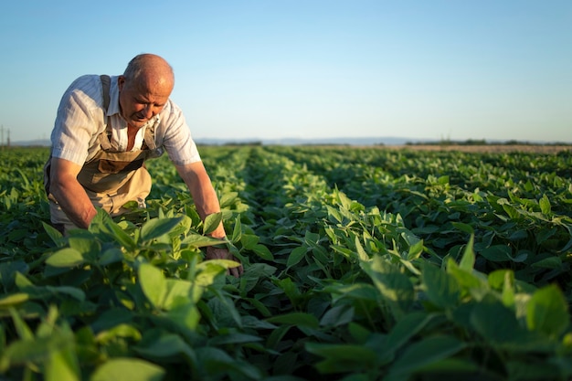 Agronomo agricoltore laborioso senior nel campo di soia controllando i raccolti prima del raccolto