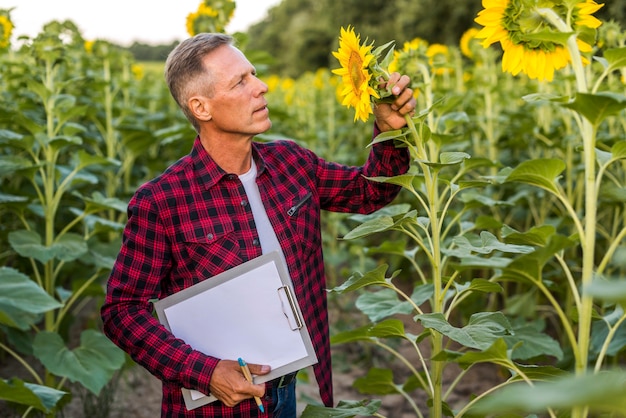 Agronomo che controlla un girasole