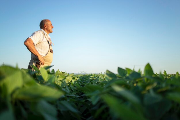 Agronomo contadino senior laborioso nel campo di soia guardando in lontananza