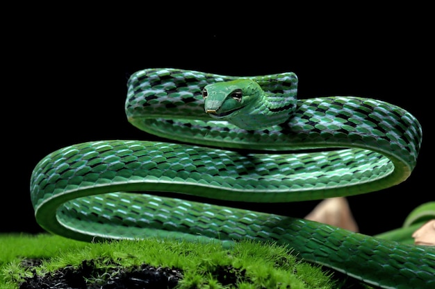 Ahaitulla prasina serpente primo piano su sfondo nero animale primo piano Vista frontale della vite asiatica