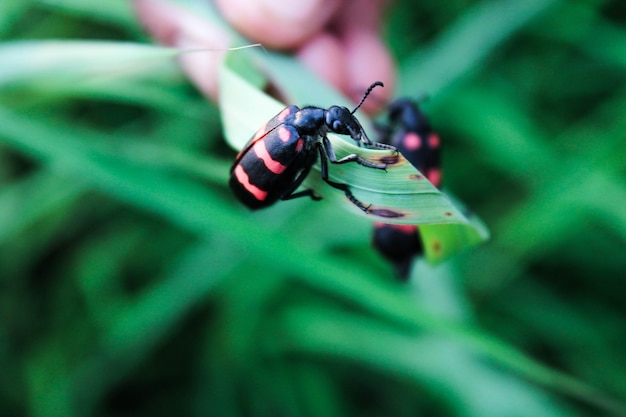 ala testa biologia colore naturale