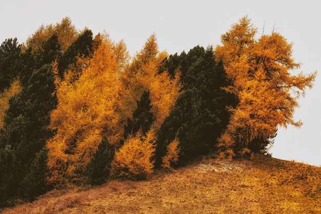 Alberi appassiti marroni e verdi su erba appassita