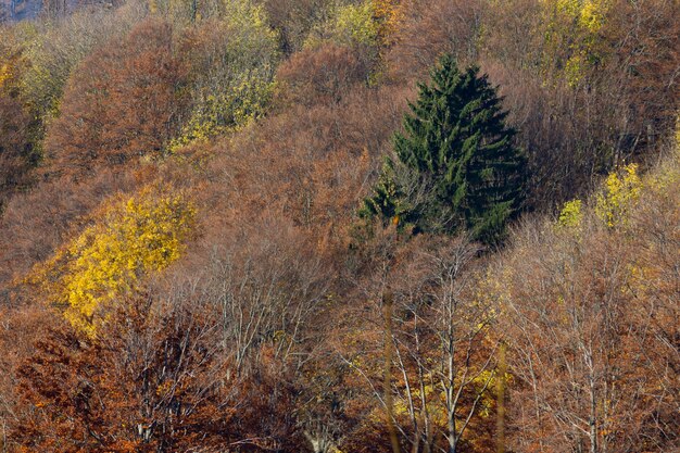 Alberi asciutti e un singolo abete verde nella montagna Medvednica a Zagabria, Croazia