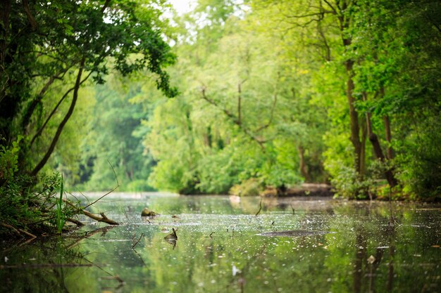 Alberi che circondano l'acqua durante il giorno