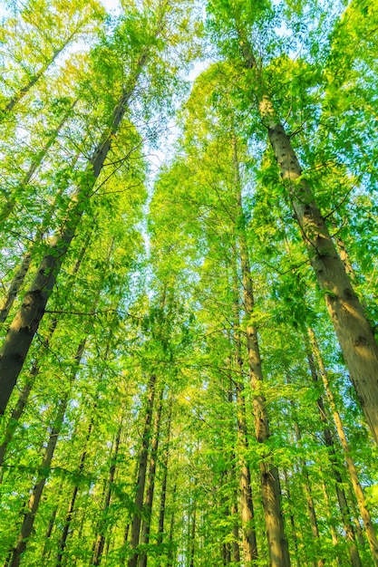 alberi con foglie verdi