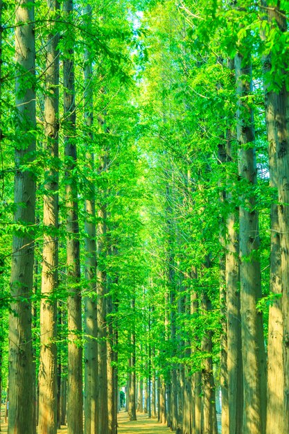 alberi con foglie verdi