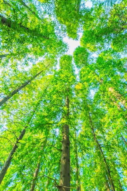 alberi con foglie verdi