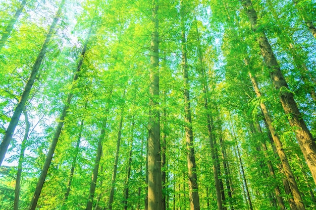 alberi con foglie verdi