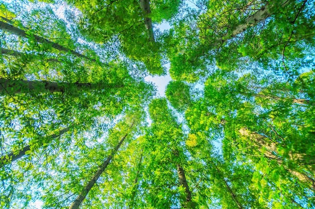 alberi con foglie verdi