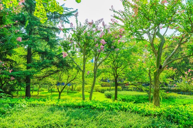 alberi con foglie verdi