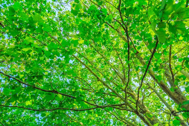 alberi con foglie verdi