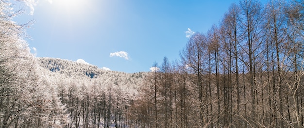 Alberi congelati in inverno con cielo blu