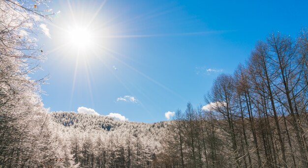 Alberi congelati in inverno con cielo blu