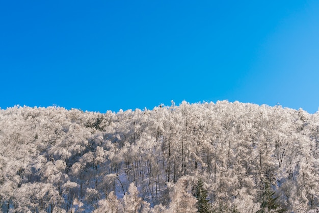 Alberi congelati in inverno con cielo blu