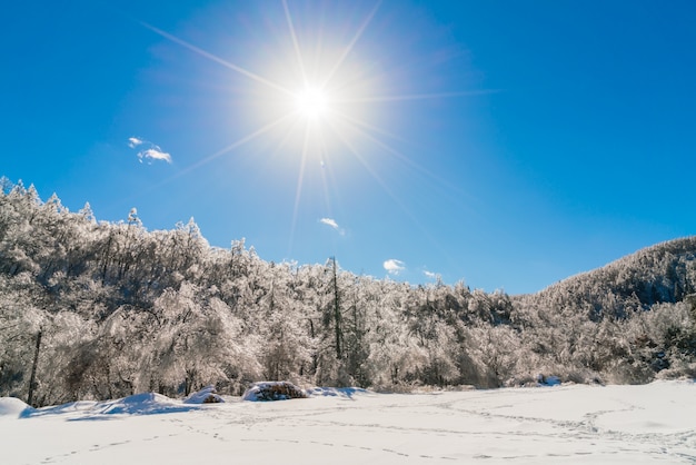 Alberi congelati in inverno con cielo blu