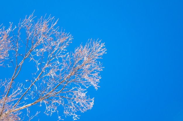 Alberi congelati in inverno con cielo blu