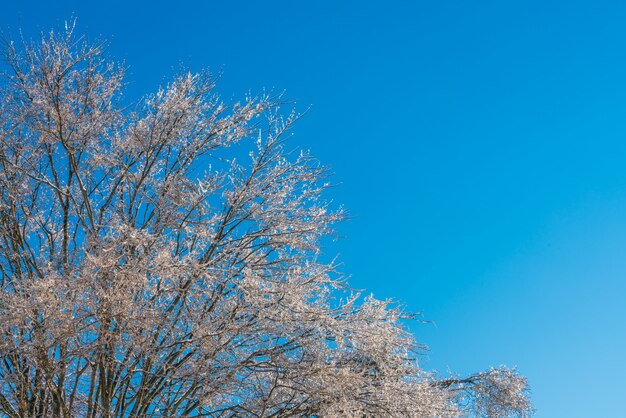 Alberi congelati in inverno con cielo blu