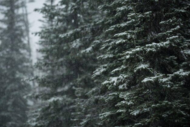 Alberi coperti di neve in inverno