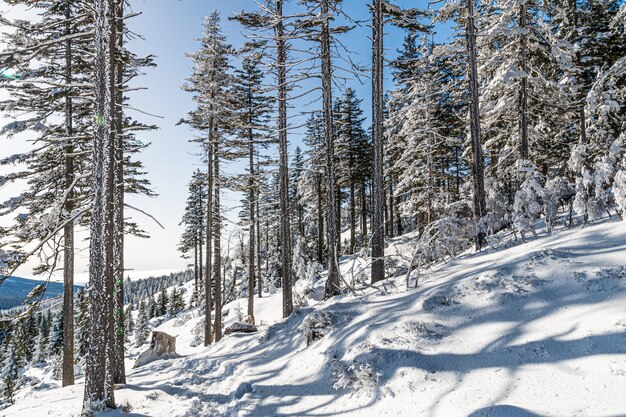 Alberi coperti di neve in una foresta sotto la luce del sole e un cielo blu