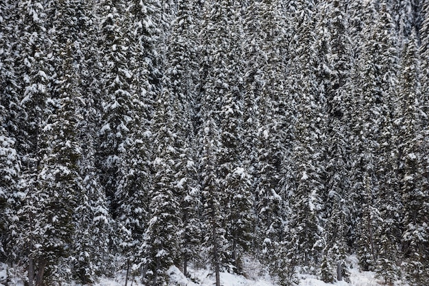 Alberi coperti di neve