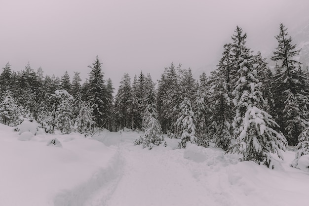 Alberi coperti di neve