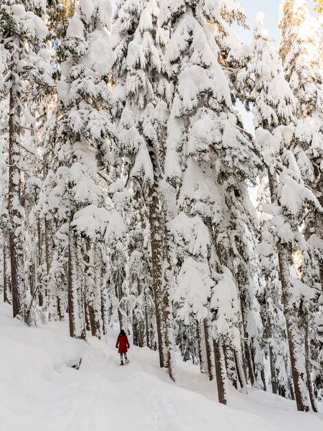 Alberi coperti di neve