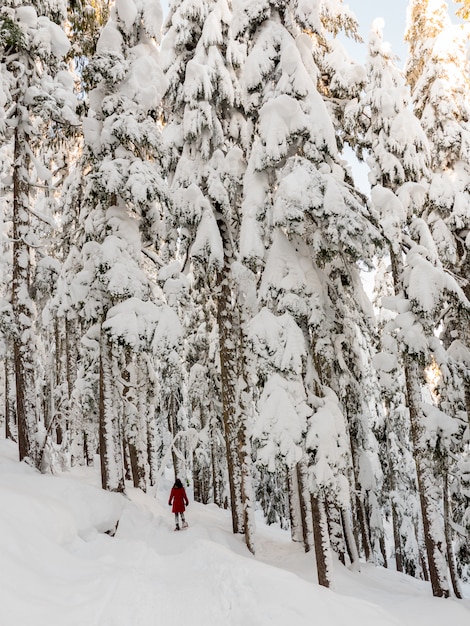 Alberi coperti di neve