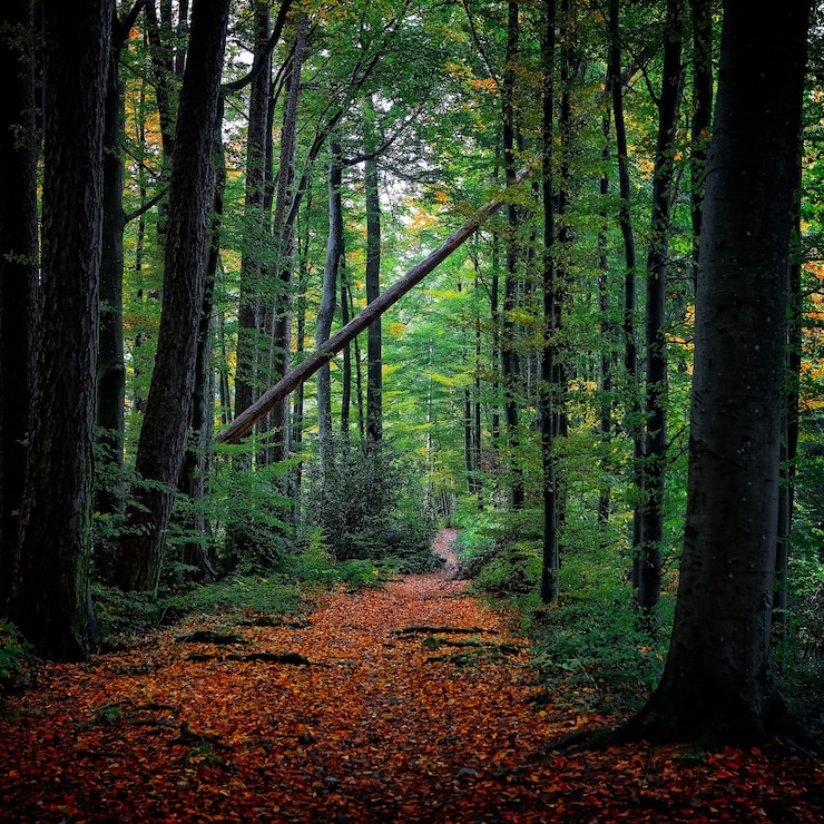 Foto gratuito alberi dalle foglie verdi durante il giorno
