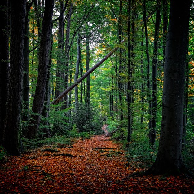 Alberi dalle foglie verdi durante il giorno