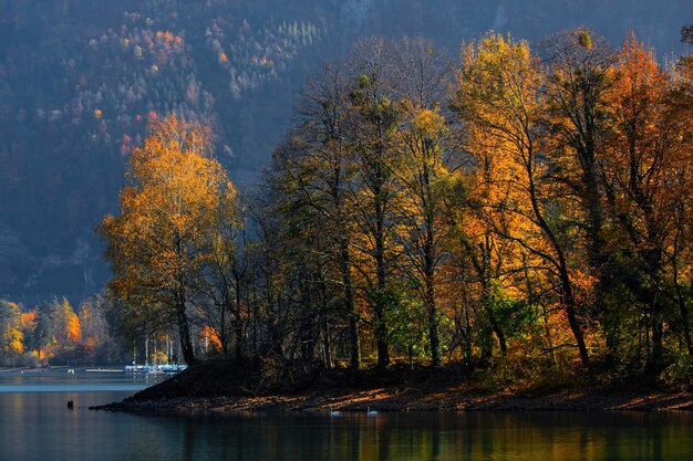 Alberi dalle foglie verdi vicino al corpo idrico