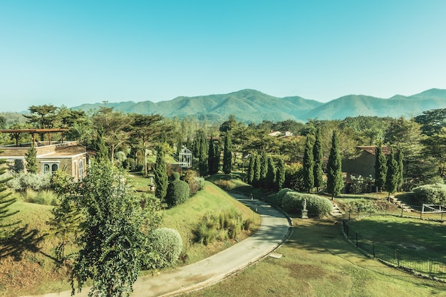 alberi della foresta bianca fioritura estiva