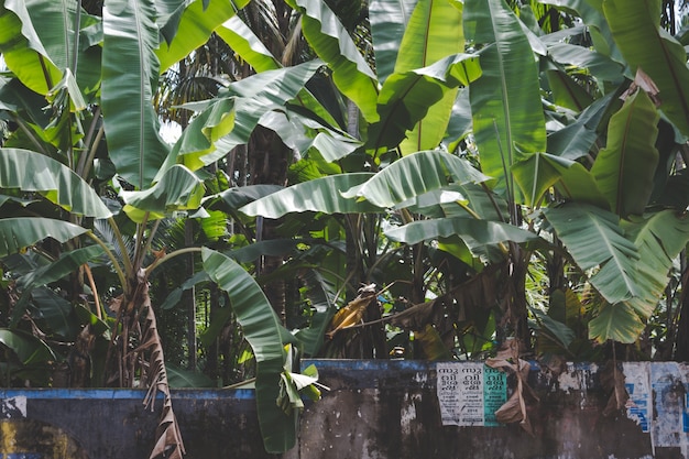 Alberi di banane che crescono dietro un muro di pietra