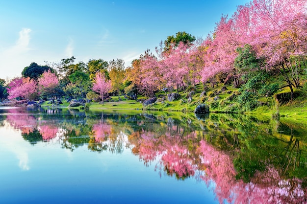 Alberi di bellissimi fiori di ciliegio che fioriscono in primavera.