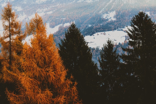 Alberi di foglia marrone e verde con campo coperto di neve sullo sfondo