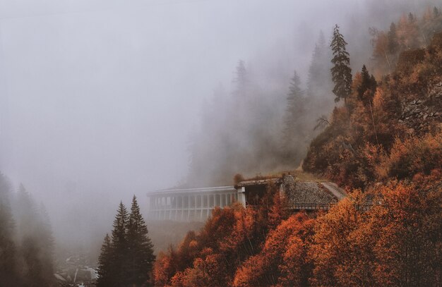 Alberi di foglie marroni e verdi coperti di nebbia