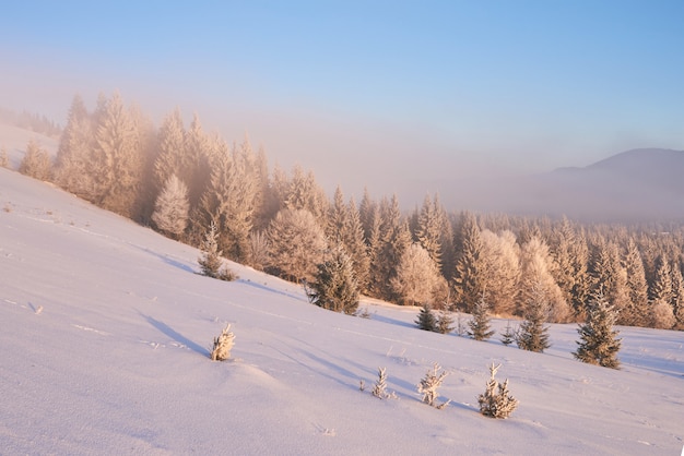 alberi di paesaggio invernale e recinzione in brina, sfondo con alcuni punti salienti morbidi e fiocchi di neve