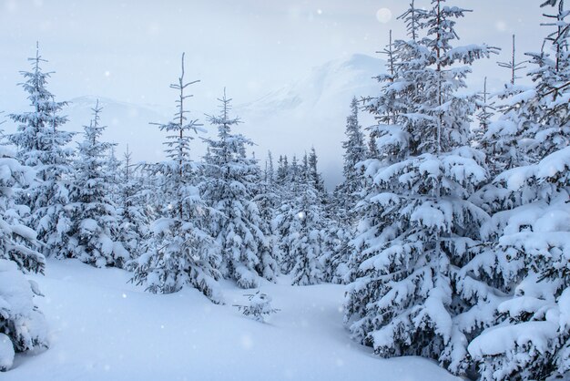 alberi di paesaggio invernale e recinzione in brina, sfondo con alcuni punti salienti morbidi e fiocchi di neve