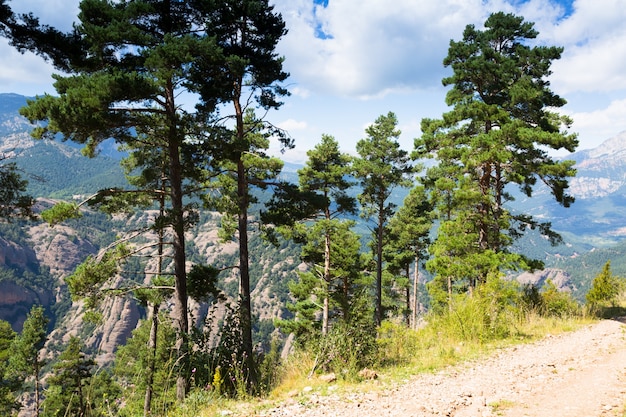 alberi di pino alle montagne contro vista