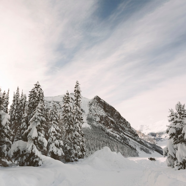 Alberi di pino con le montagne sulla priorità bassa del cielo blu