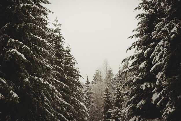 Alberi di pino coperti di neve